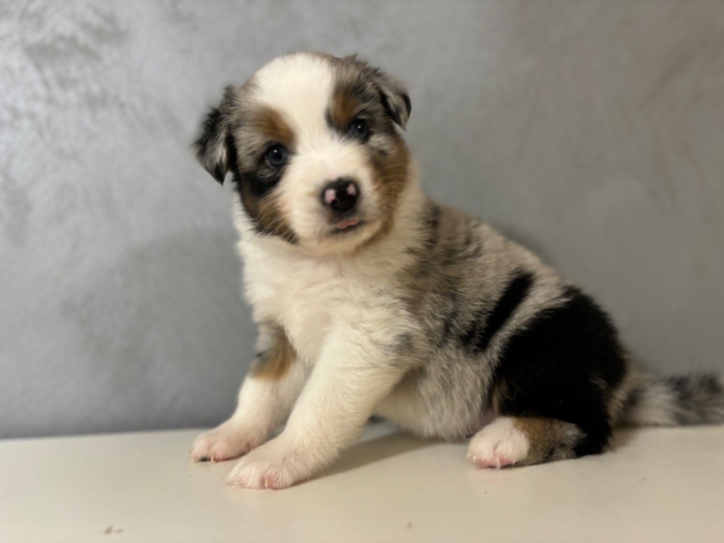 River Land Stars - Chiot disponible  - Berger Australien