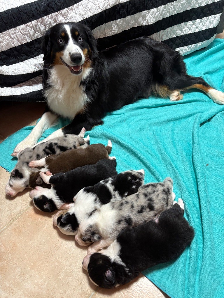 Chiot Berger Australien River Land Stars