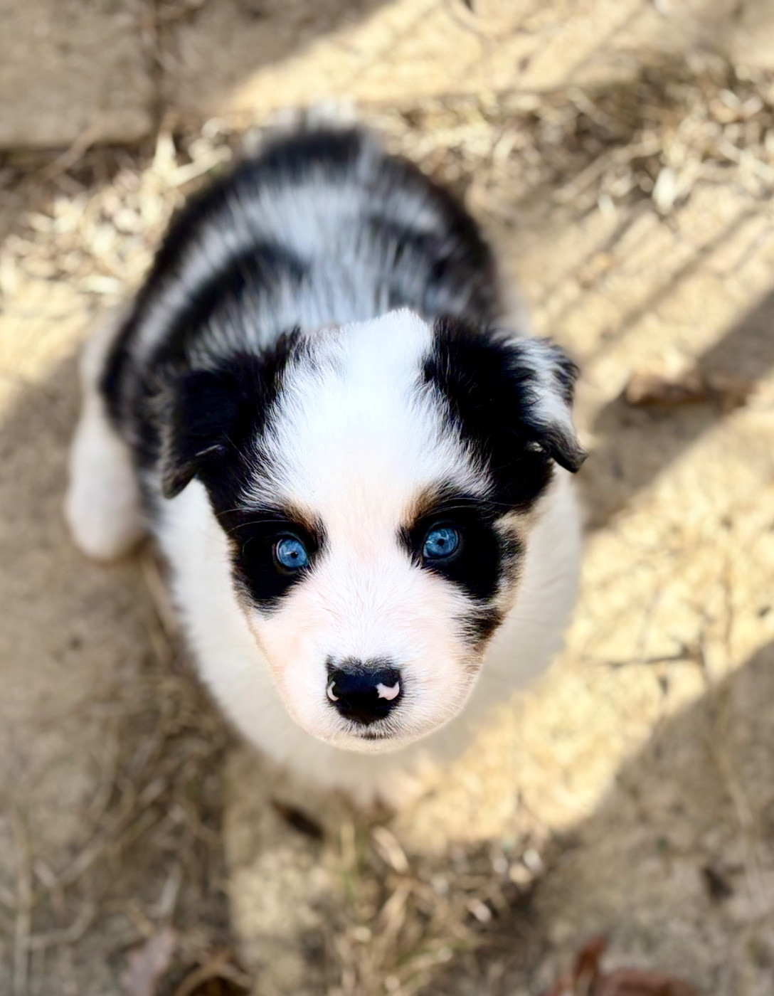 River Land Stars - Chiots disponibles - Berger Australien