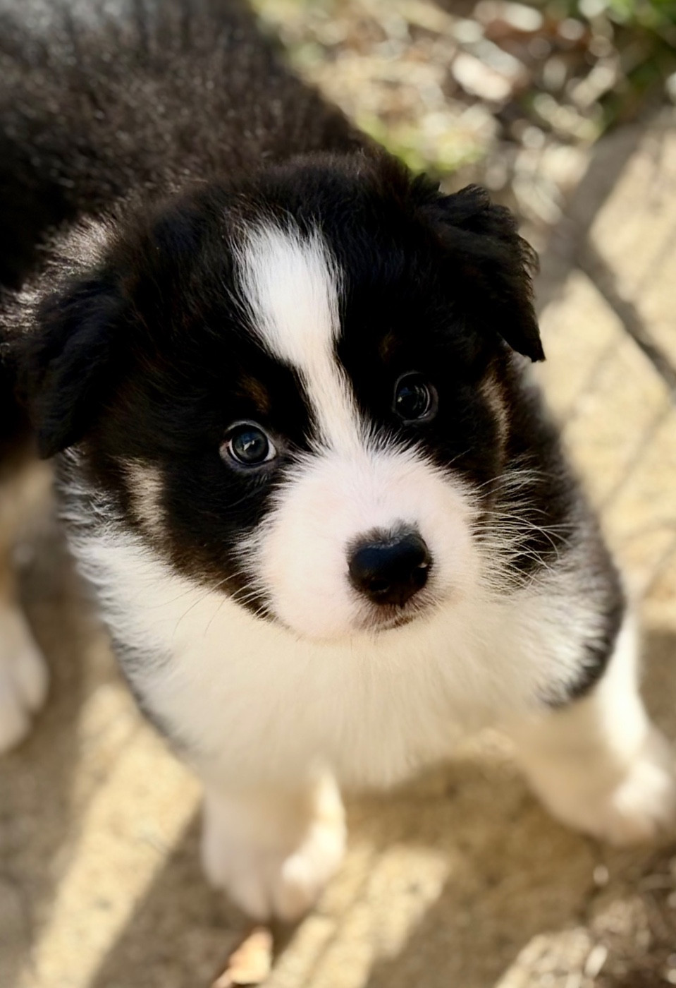 River Land Stars - Chiots disponibles - Berger Australien