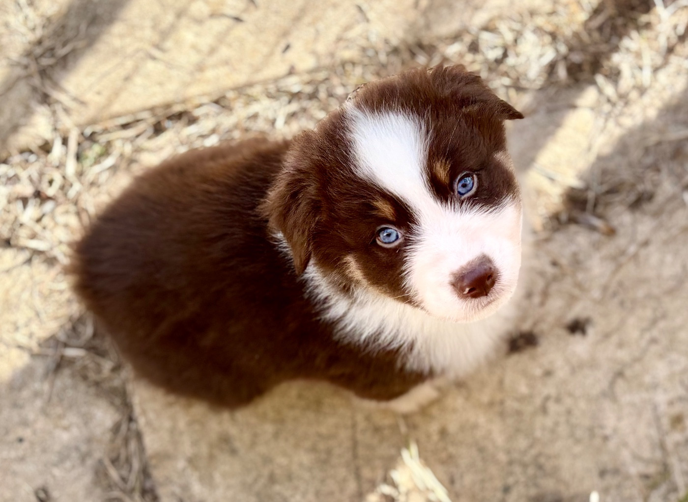 River Land Stars - Chiots disponibles - Berger Australien