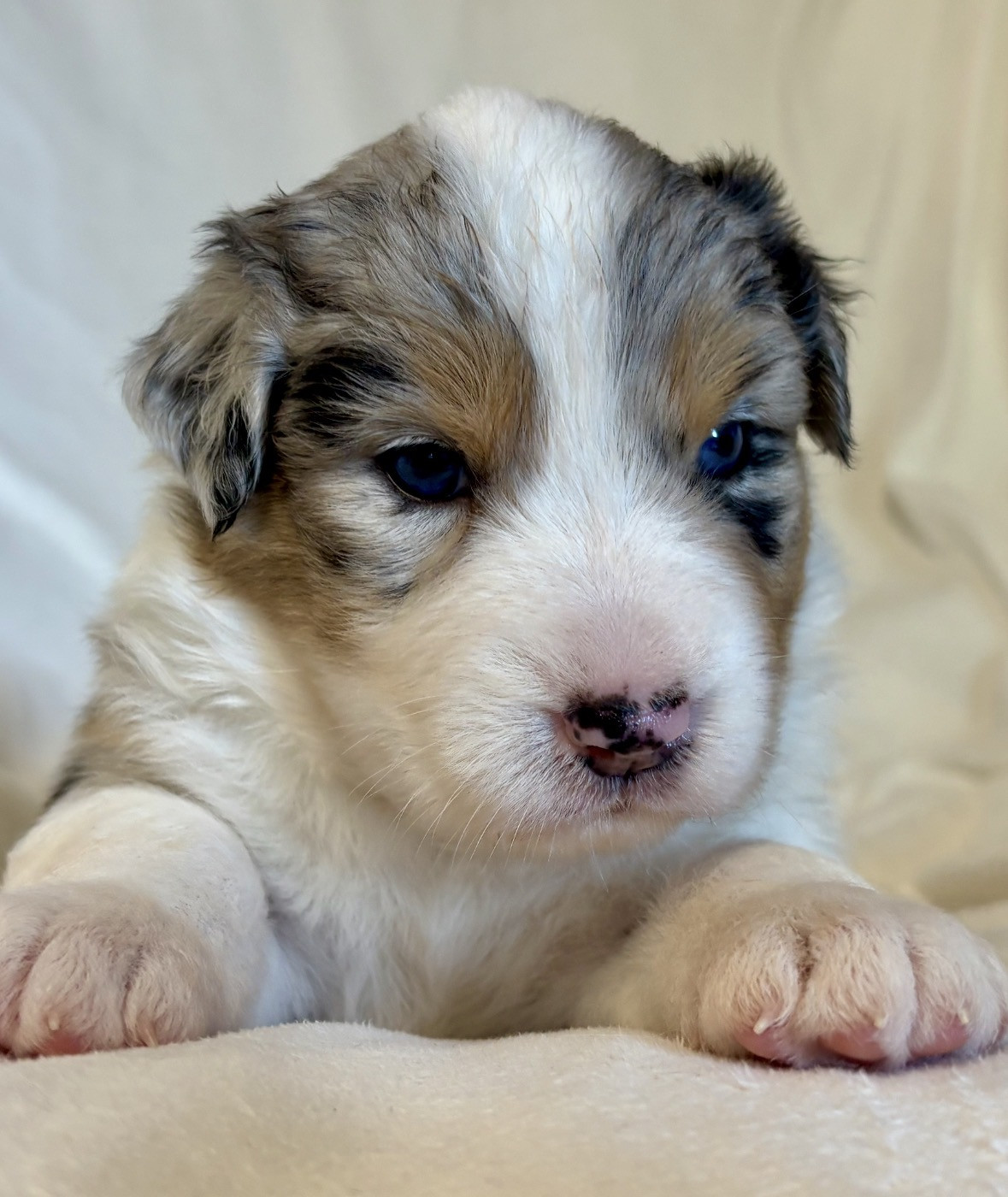 River Land Stars - Chiots disponibles - Berger Australien