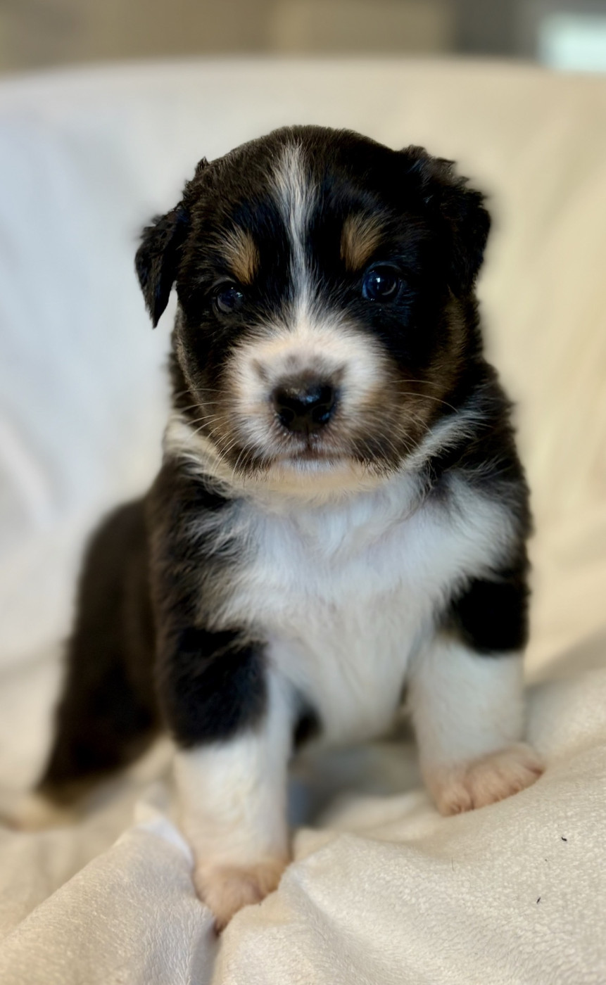 River Land Stars - Chiots disponibles - Berger Australien