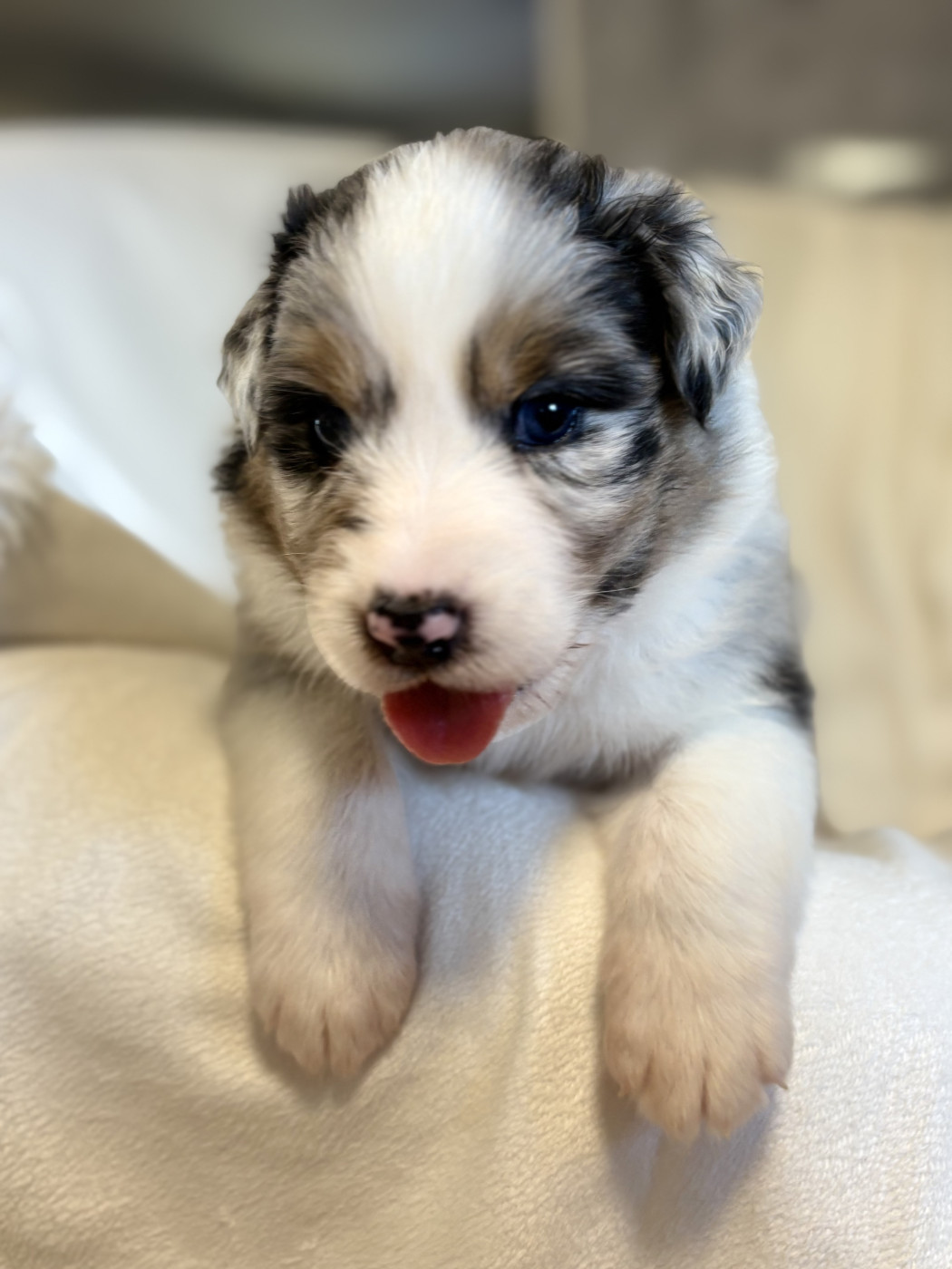 River Land Stars - Chiots disponibles - Berger Australien